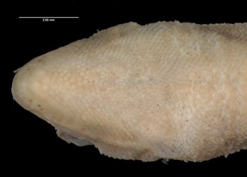 Media type: image;   Herpetology R-44380
